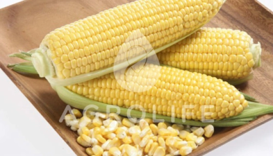 Как правильно купить семена кукурузы?