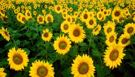 Советы по защите подсолнуха, основанные на применении СЗР