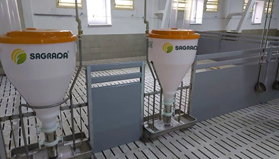 Кормление свиней