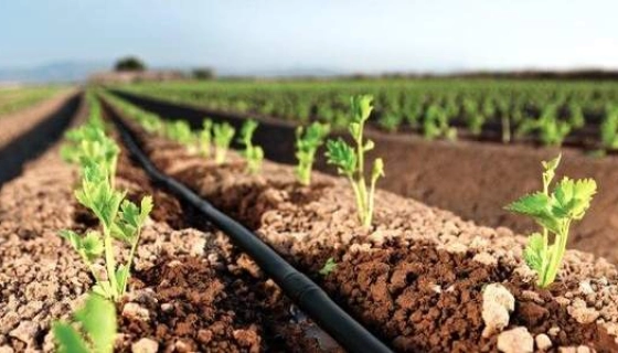 Эмиттерные или щелевые капельные ленты - какие лучше