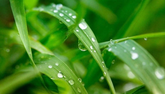 Прилипатель - что это такое и зачем его используют фермеры и дачники