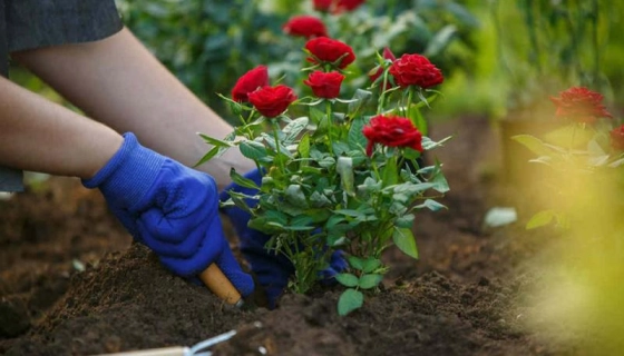 Почему фермеры и владельцы приусадебных участков выбирают компанию LETO