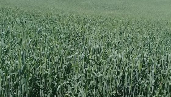 Перспективы фермерского хозяйства в России