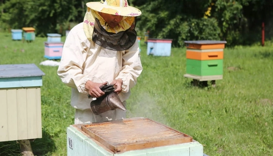 Применение дымарей на пасеке