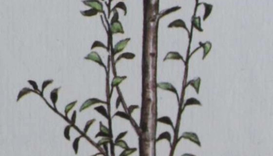 Вегетативные образования