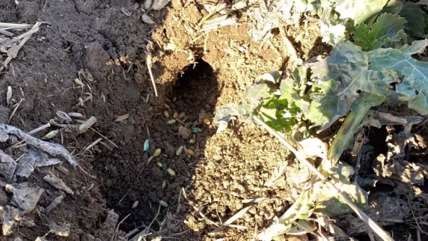 A minor spread of rodent pests continues across crop fields in Ukraine