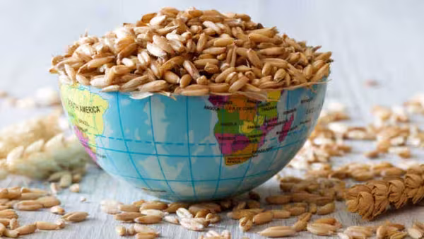 Актуальные данные экспорта украинского зерна в 2026/2027 маркетинговом году
