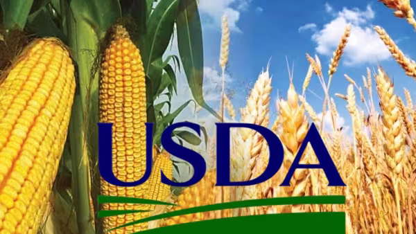 Звіт USDA: світові прогнози щодо пшениці та кукурудзи на 2026/27 МР