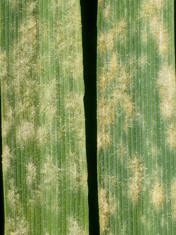 Cereal powdery mildew