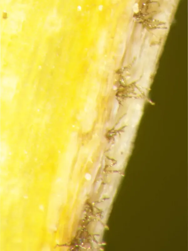 Cladosporiosis