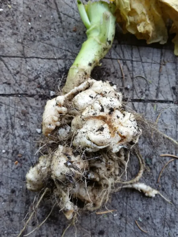 Clubroot
