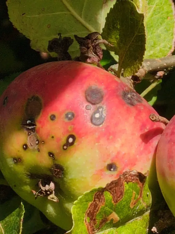 Apple scab