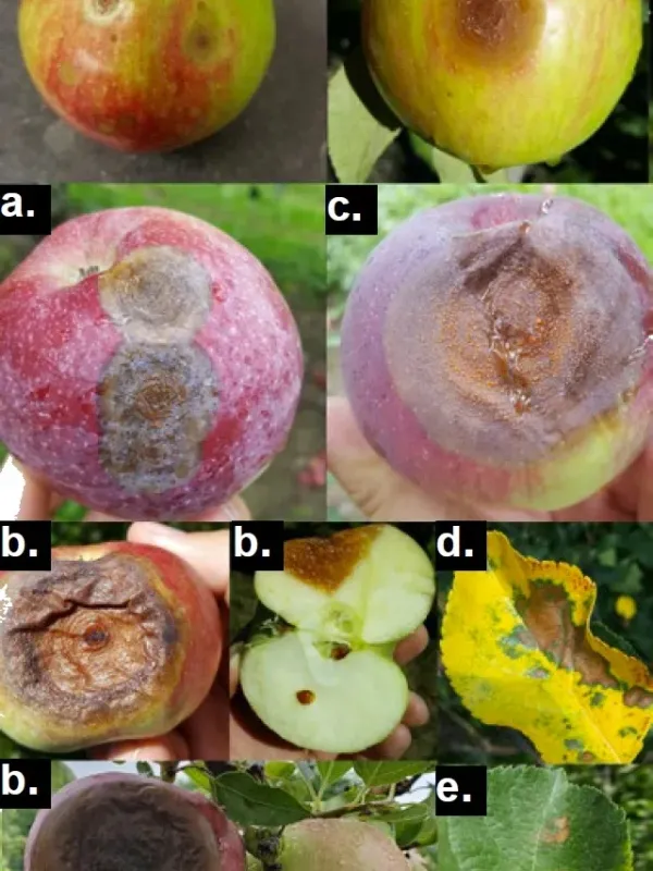 Glomerella leaf spot