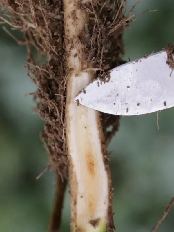 Boron deficiency
