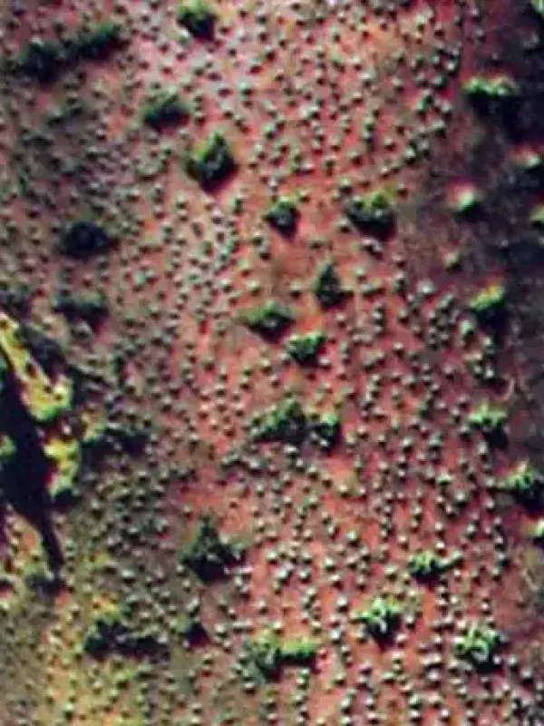 Cytospora canker