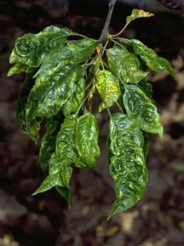 Cherry mottle leaf