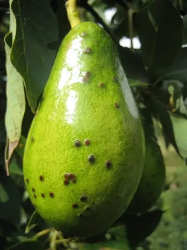 Avocado pseudocercospora spot
