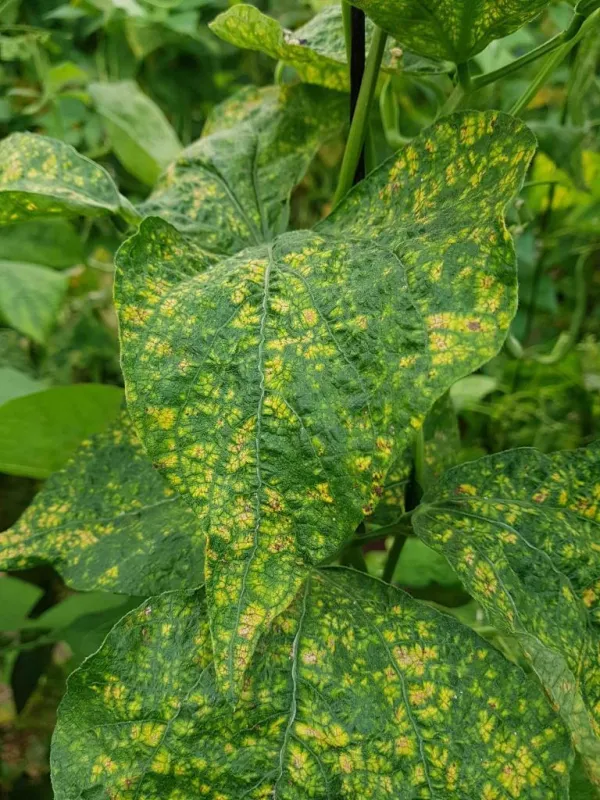 Bean yellow mosaic