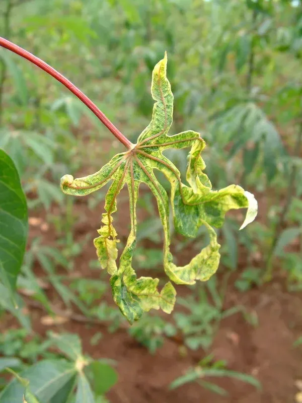 Cassava mosaic virus