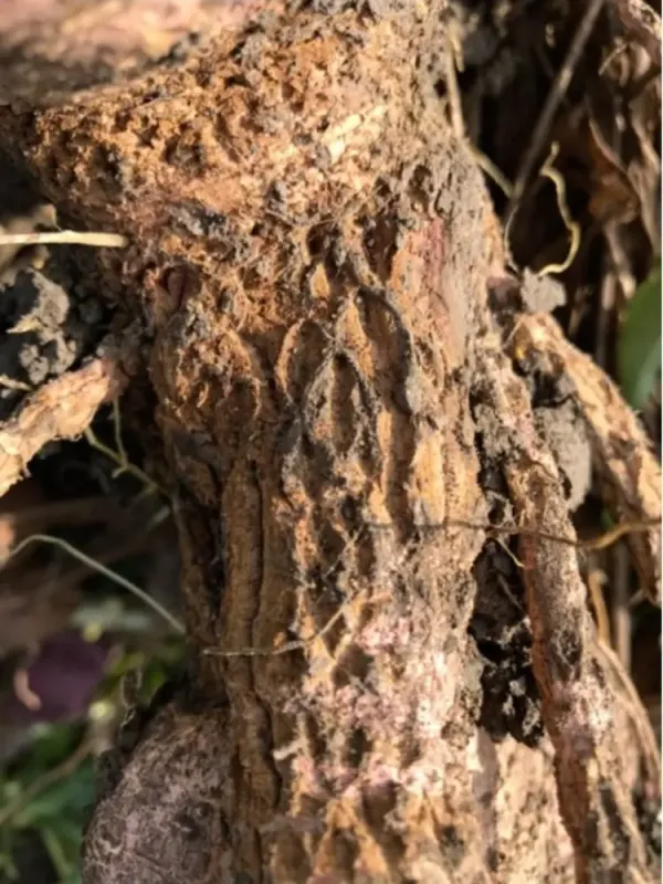 Cassava frogskin disease