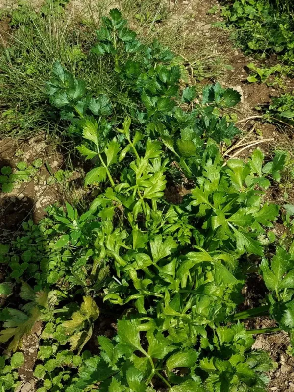 Celery mosaic virus
