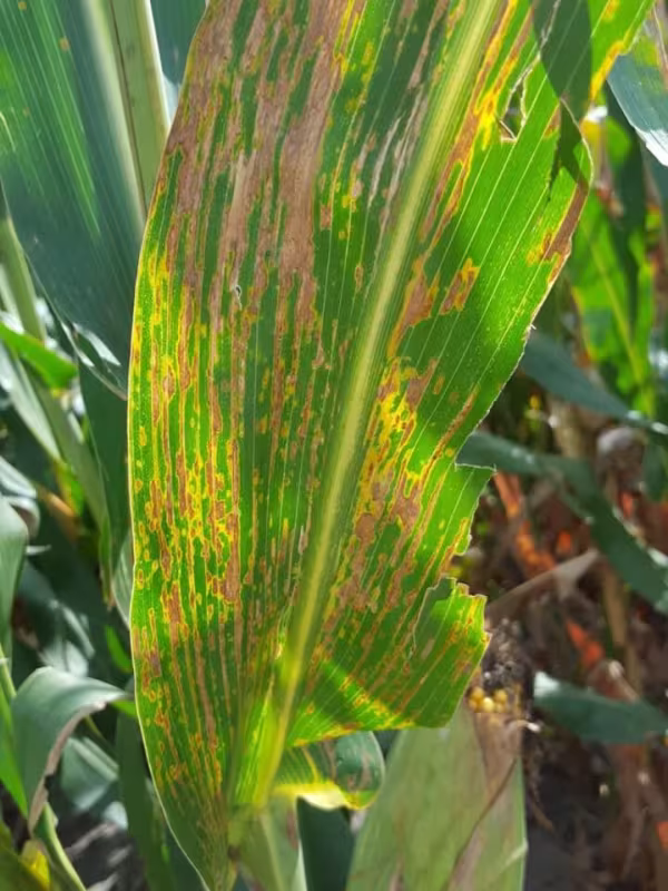 Bacterial leaf streak