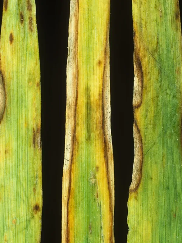 Didymella leaf spot