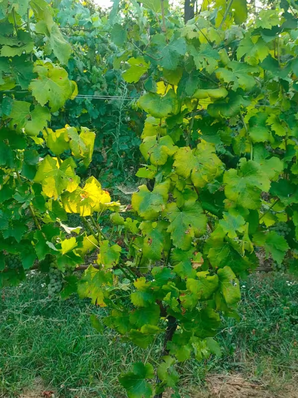 Grapevine flavescence dorée