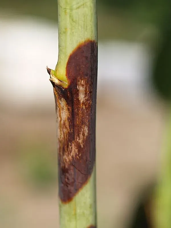 Didymella blight