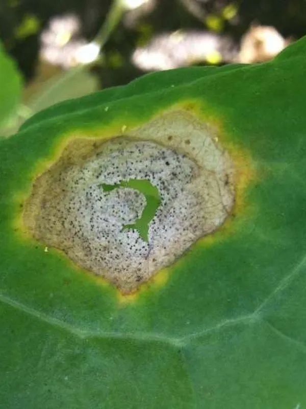 Phoma