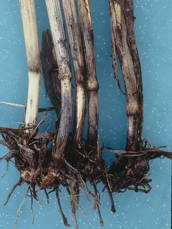 Ophiobolus stem canker