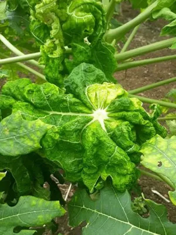 Papaya leaf distortion