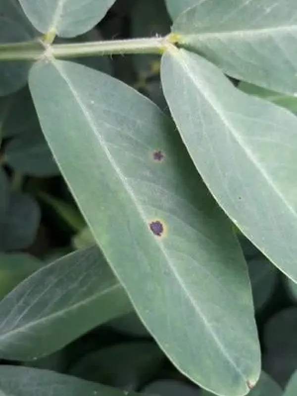 Early leaf spot of peanut