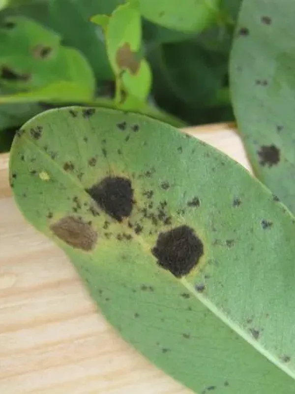 Late leaf spot of peanut