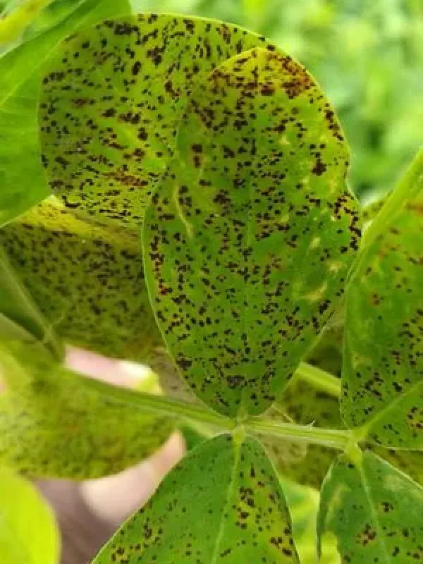 Pepper Spot