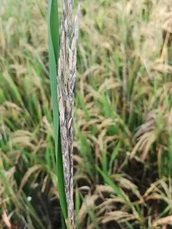 Rice balansia