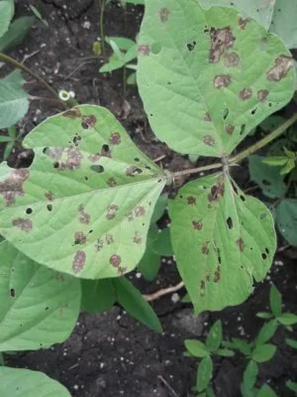 Cercospora leaf spot of black gram