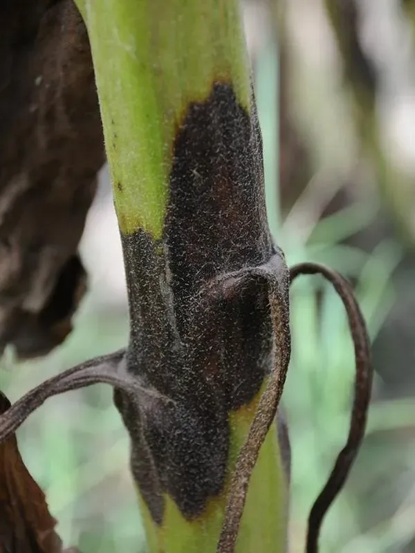 Phoma black stem