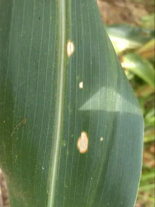 Phaeosphaeria leaf spot