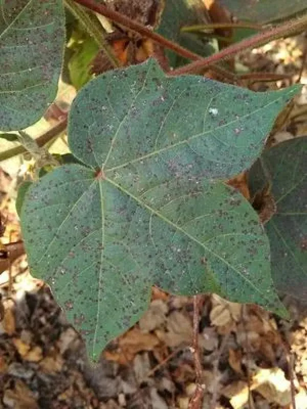 Cotton leaf spot