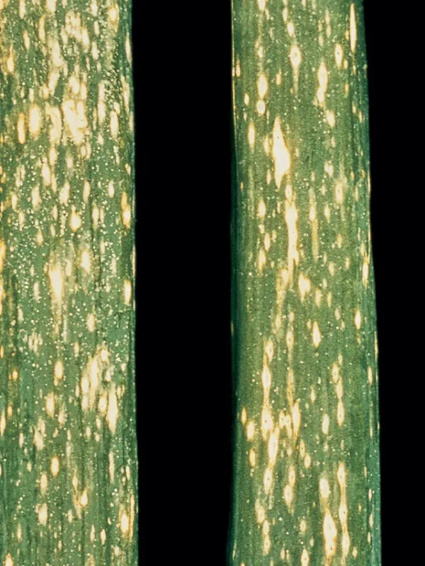 Ascochyta leaf spot of onion