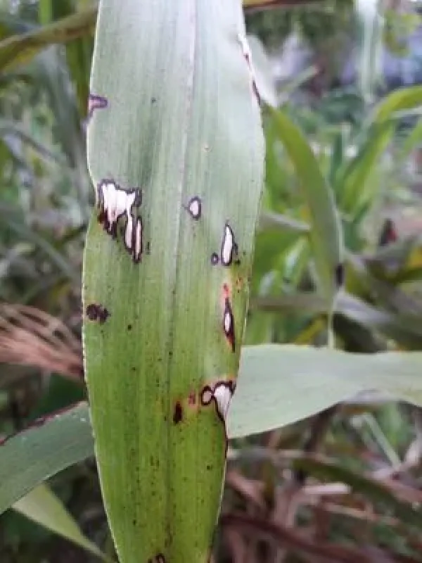 Ascochyta leaf spot of sorghum