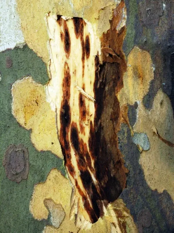 Canker stain of plane