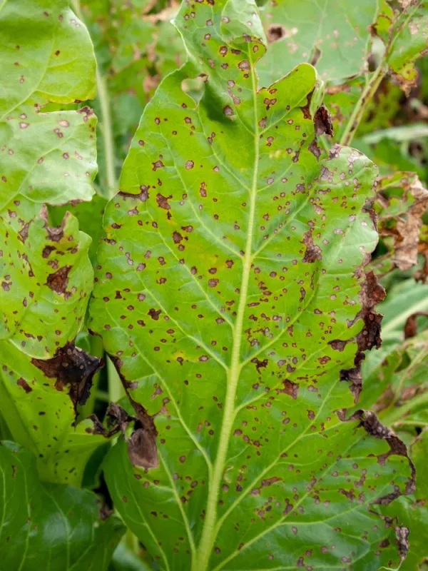 Cercospora leaf spot of lilies