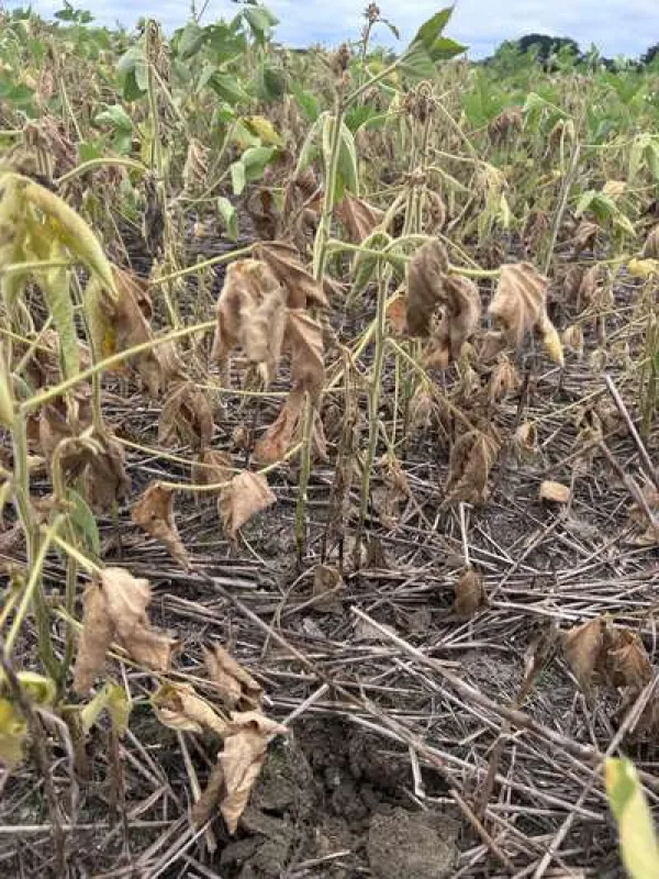 Clover anthracnose