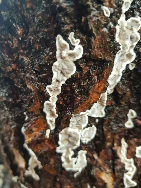 Colpoma oak canker
