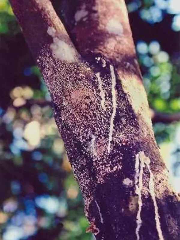Pink disease