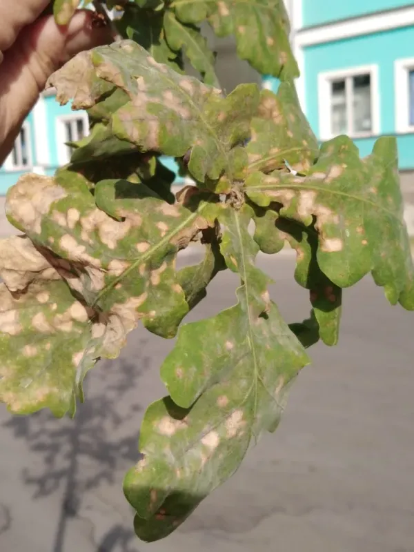 Дискульоз
