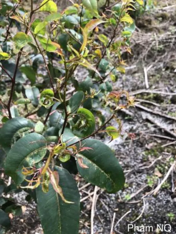 Tea anthracnose