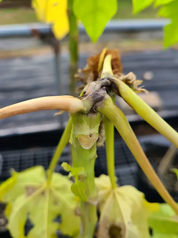 Papaya erwinia
